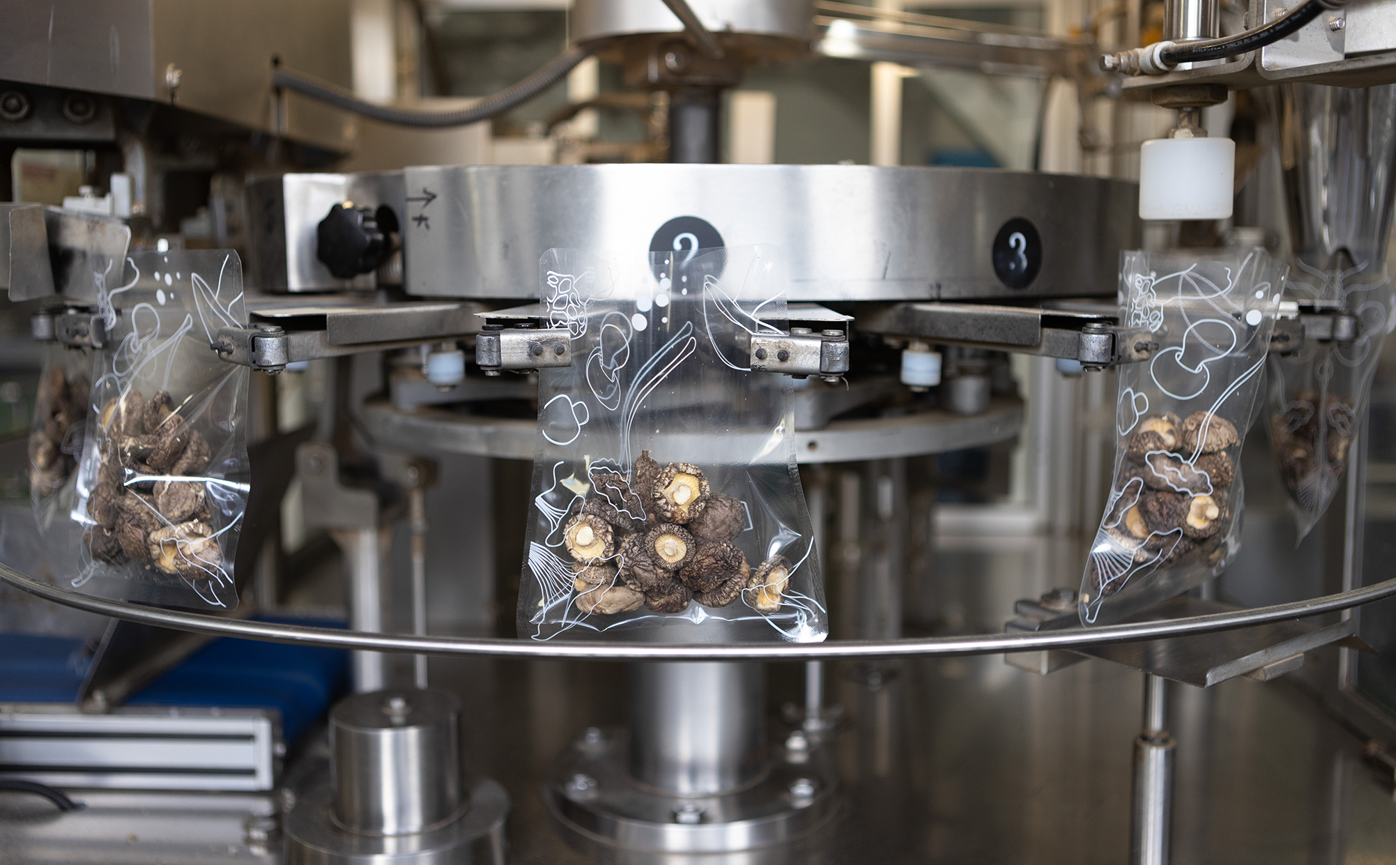 fresh mushroom picking 04.jpg